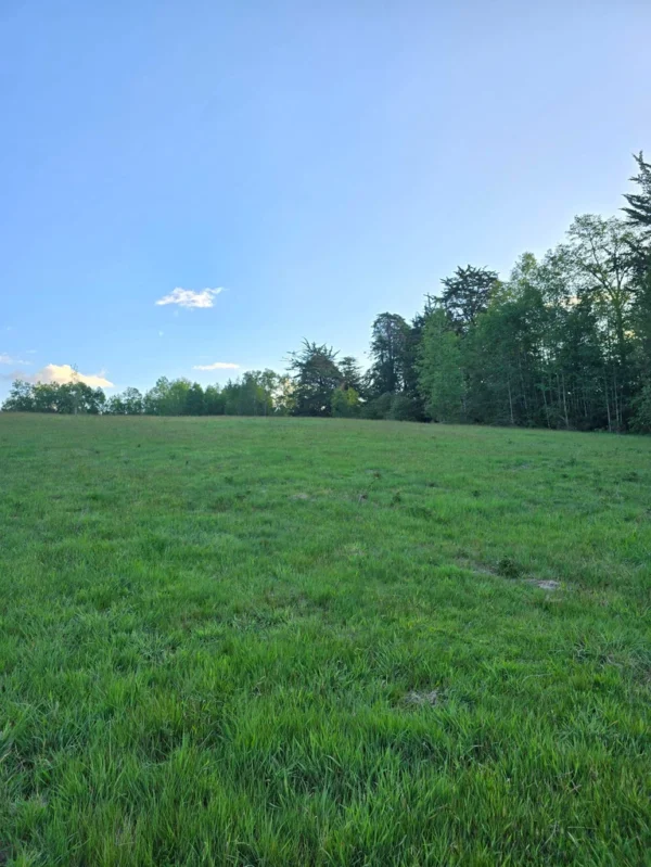 raíces de relún a 15 km de villarrica