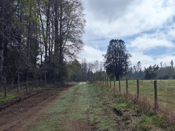a 20 min de villarrica parcelas con luz, agua y cercadas