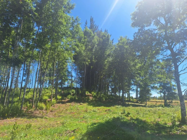 a solo 15 min de villarrica $38.000.000 crédito directo