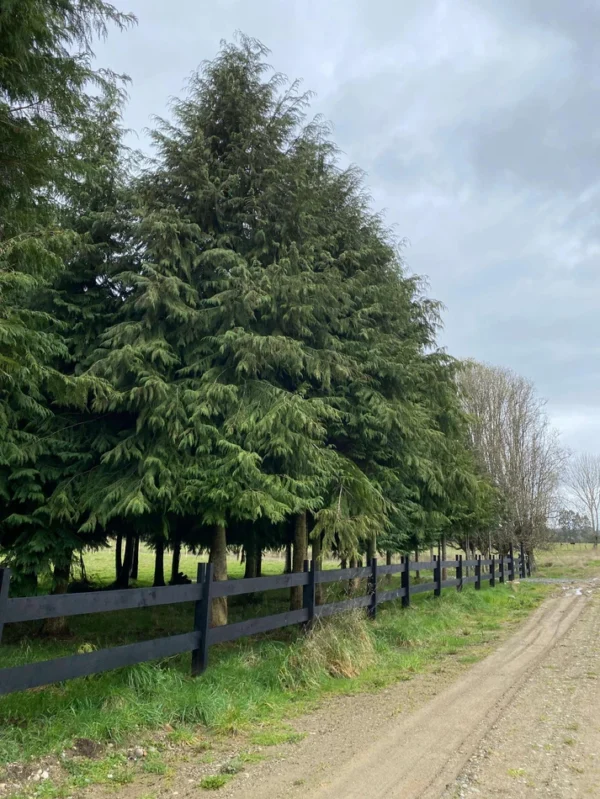 terrazas de crucero desde $25.000.000