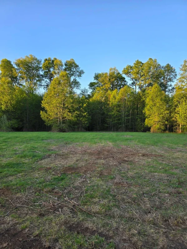 raíces de relún a 15 km de villarrica