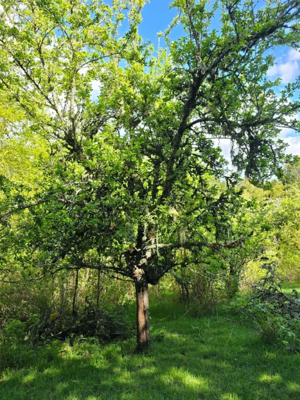 a 20 min de licanray parcelas de 1 hectárea con estero