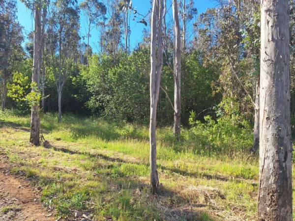 fundo ancahual villarrica loncoche