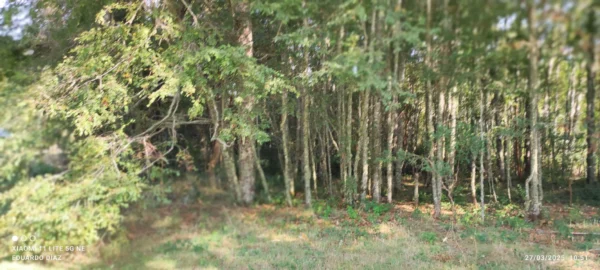 parcelas en relún a 15 km de villarrica