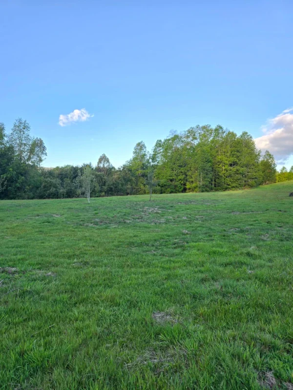 raíces de relún a 15 km de villarrica