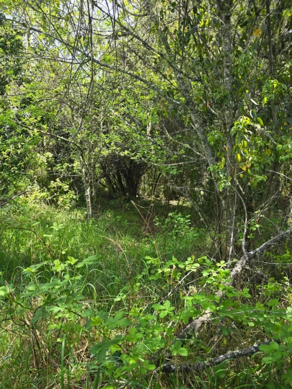 campo san nicolás Últimas parcelas disponibles