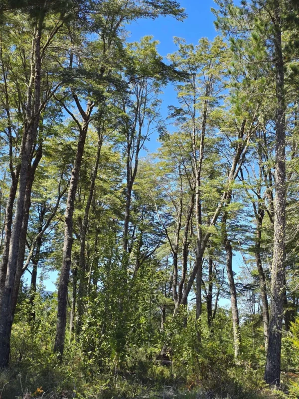 parcelas a minutos del lago calafquén $30.000.000