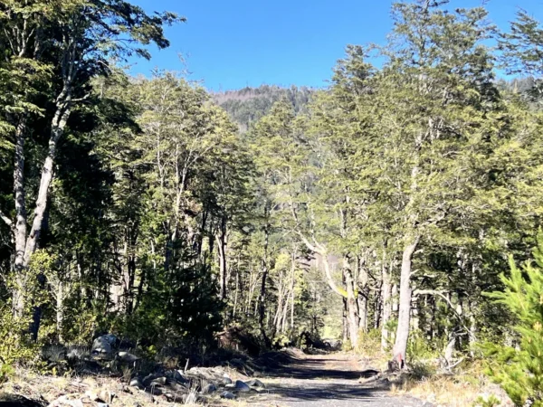 parcelas a minutos del lago calafquén $30.000.000