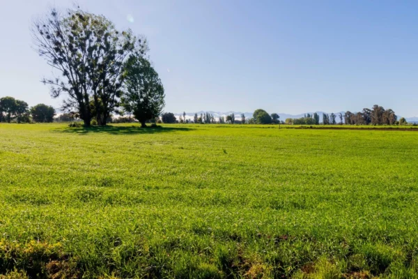 verde pradera 1 y 2 desde $15.990.000 crédito directo