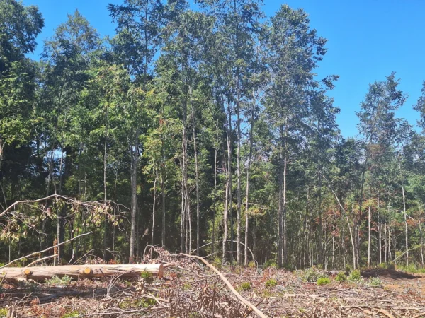 a solo 15 min de villarrica $38.000.000 crédito directo