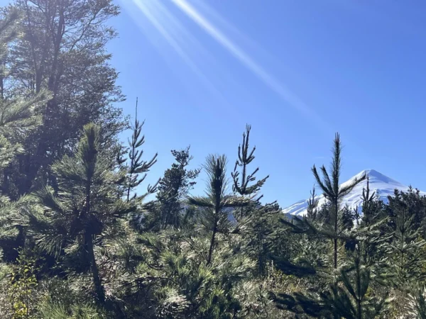 parcelas a minutos del lago calafquén $30.000.000