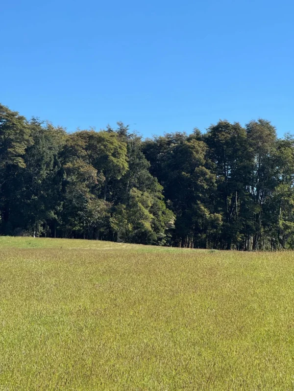 los molinos puerto octay