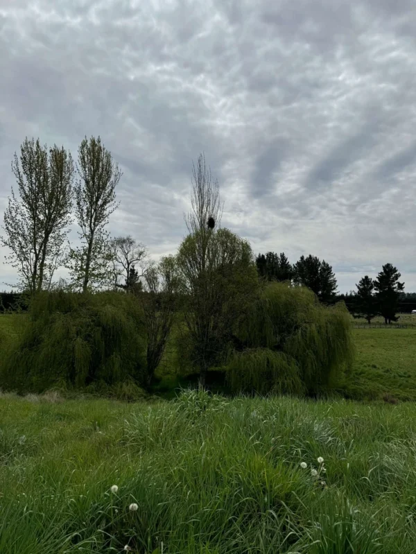 terrazas de crucero desde $25.000.000