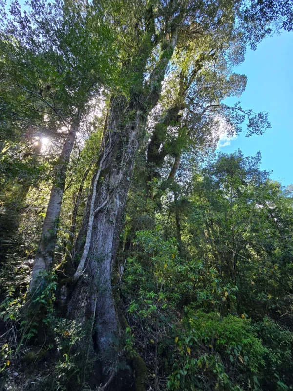 a 20 min de licanray parcelas de 1 hectárea con estero