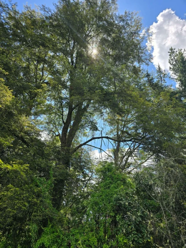 campo san nicolás Últimas parcelas disponibles