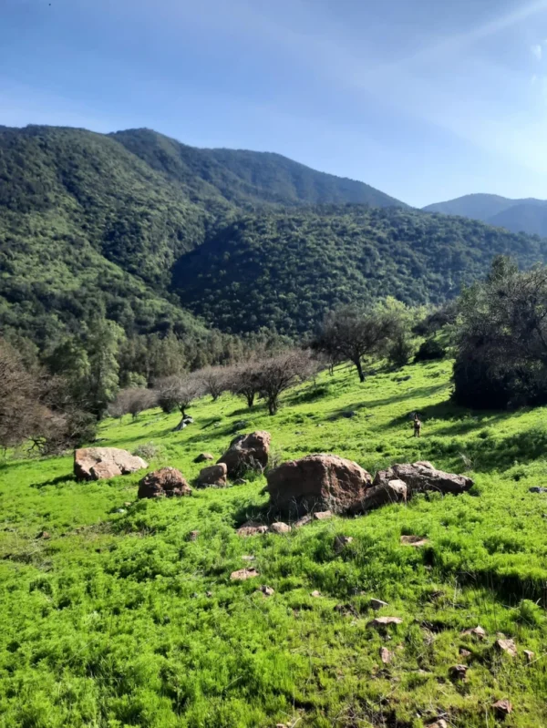 los molinos puerto octay (copia)