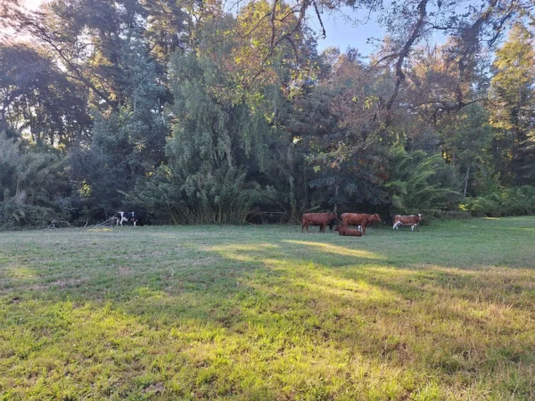 rinconada a solo 15 min de villarrica