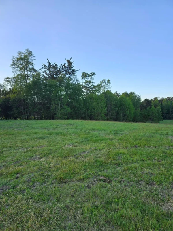 raíces de relún a 15 km de villarrica