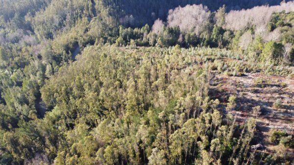 parcela de 1,9 hectáreas loncoche $39.990.000