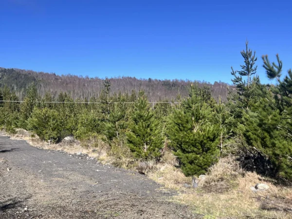 parcelas a minutos del lago calafquén $30.000.000