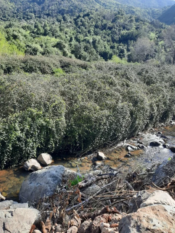 los molinos puerto octay (copia)