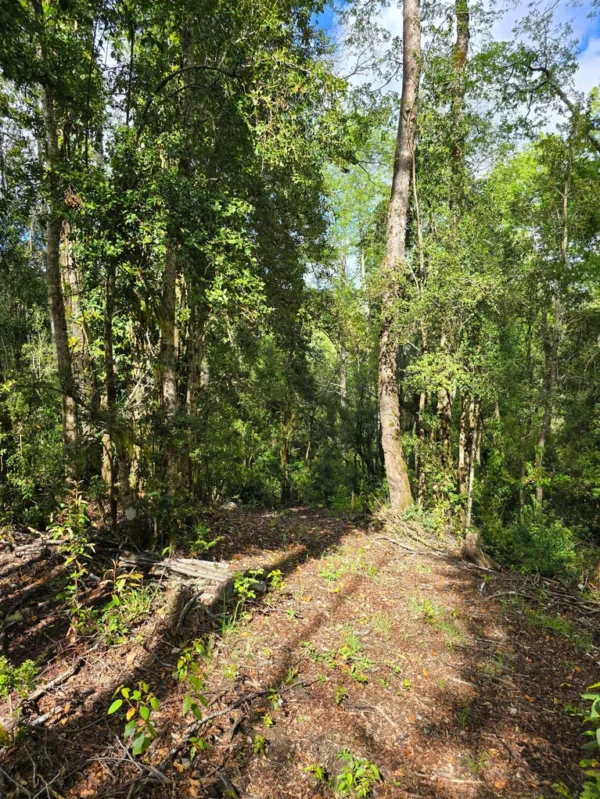 a 20 min de licanray parcelas de 1 hectárea con estero