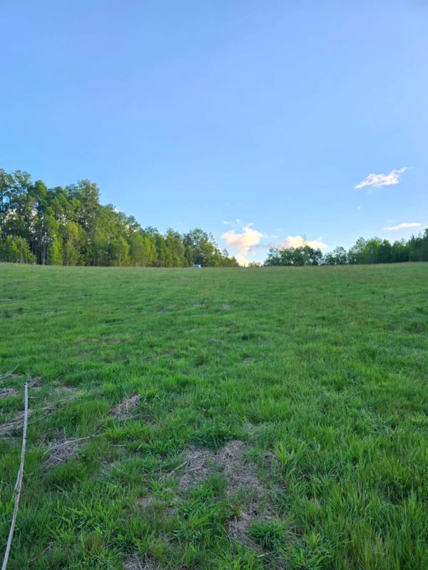 raíces de relún a 15 km de villarrica