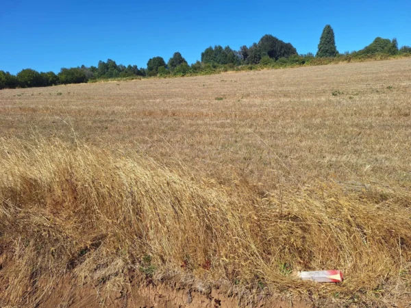 séptima faja hermosas parcelas a 20 min de villarrica desde $28.000.000