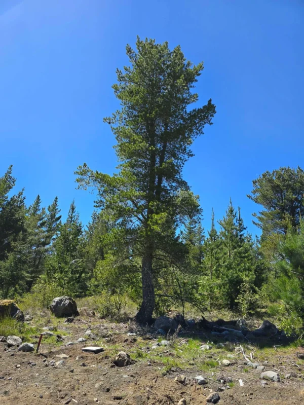 parcelas a minutos del lago calafquén $30.000.000