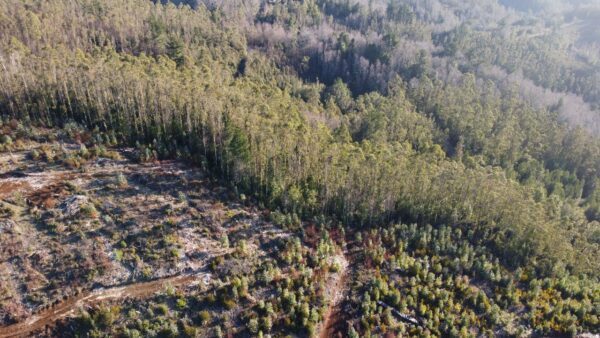 parcela de 1,9 hectáreas loncoche $39.990.000