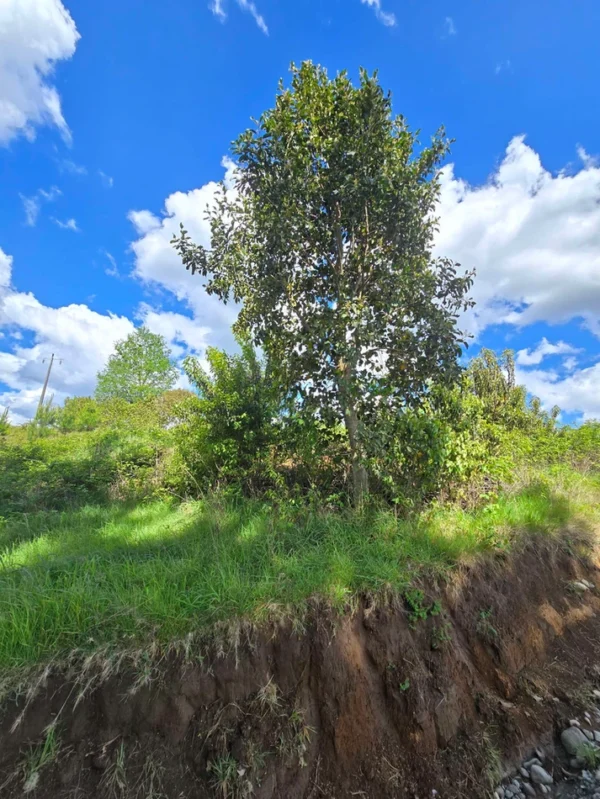 campo san nicolás Últimas parcelas disponibles