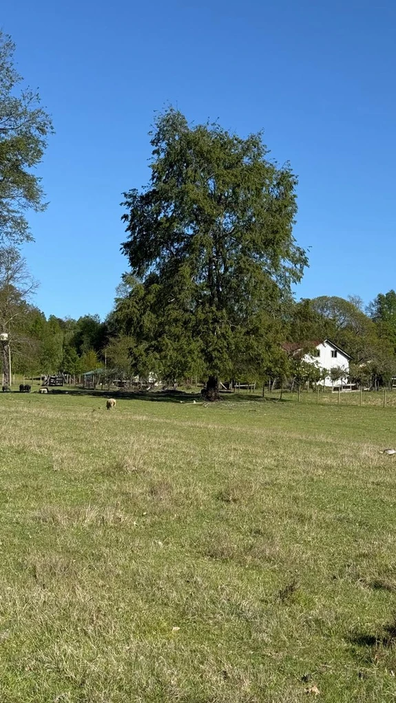 cumbres de puc贸n $29.990.000