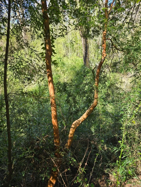 a solo 15 min de villarrica $38.000.000 crédito directo