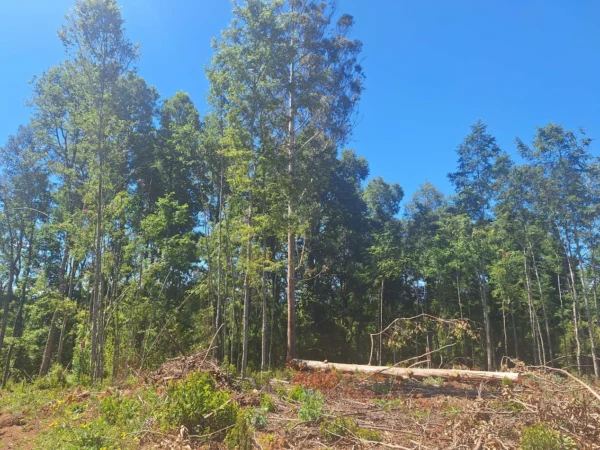 a solo 15 min de villarrica $38.000.000 crédito directo