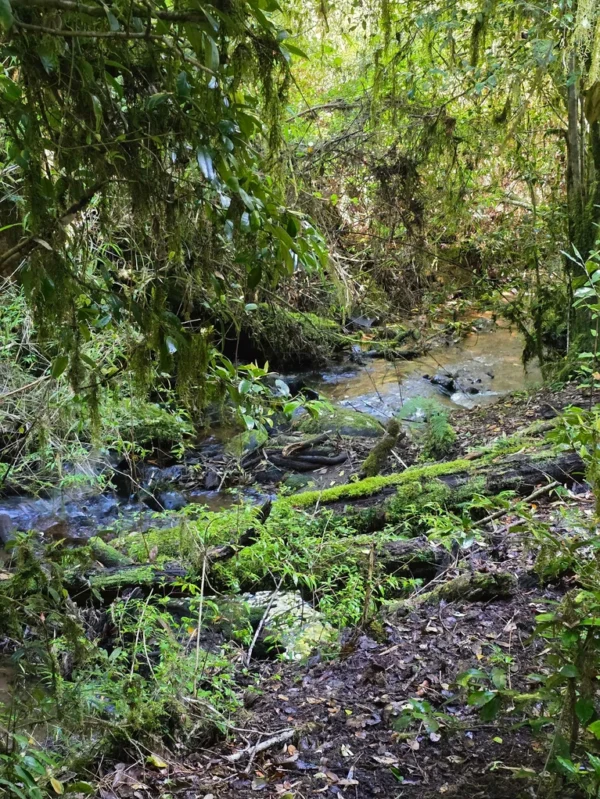 a 20 min de licanray parcelas de 1 hectárea con estero