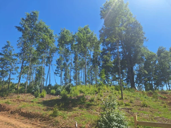 a solo 15 min de villarrica $38.000.000 crédito directo