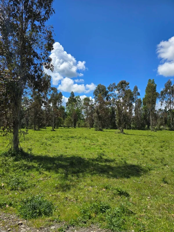 fundo ancahual villarrica loncoche