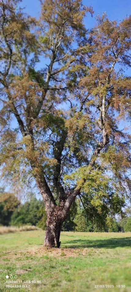 parcelas en relún a 15 km de villarrica