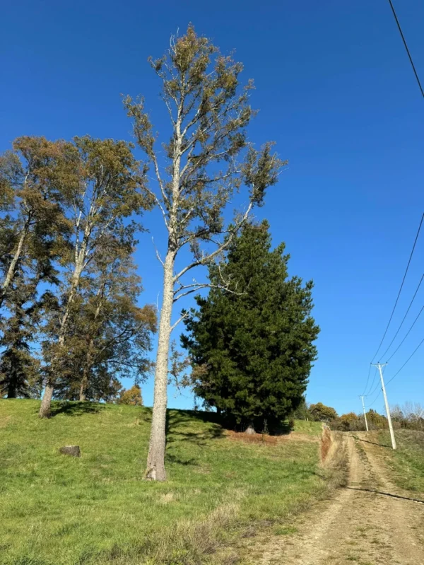 terrazas de crucero desde $25.000.000