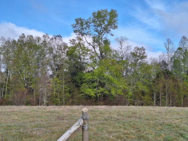 a 20 min de villarrica parcelas con luz, agua y cercadas