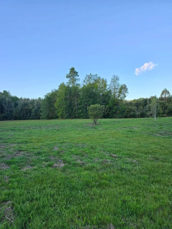 raíces de relún a 15 km de villarrica