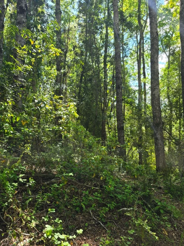 campo san nicolás Últimas parcelas disponibles