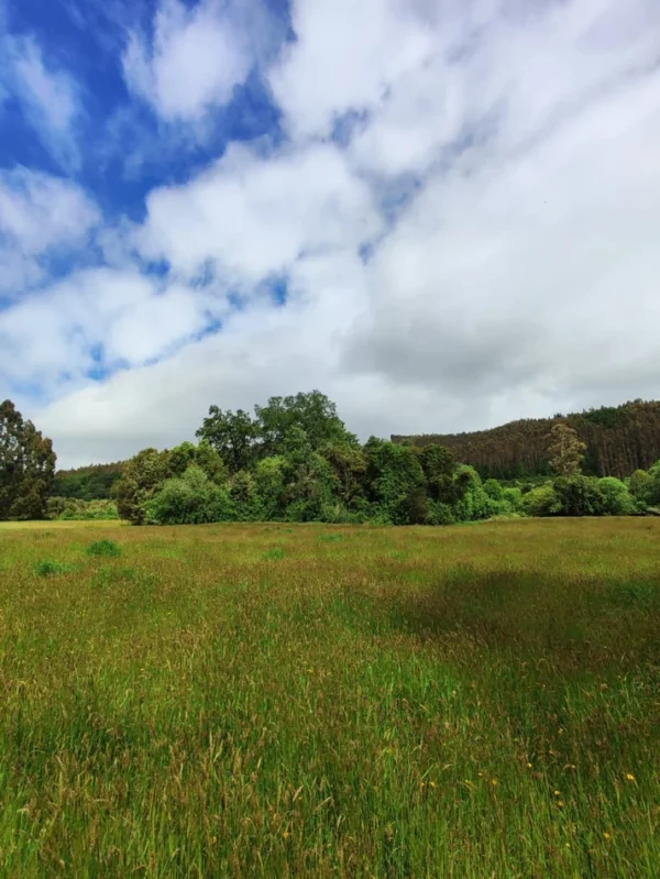 aires de paillaco $23.990.000