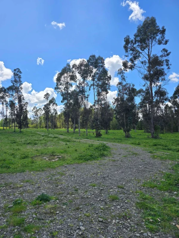 fundo ancahual villarrica loncoche