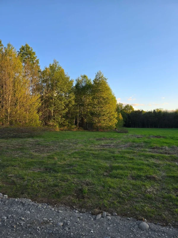 raíces de relún a 15 km de villarrica