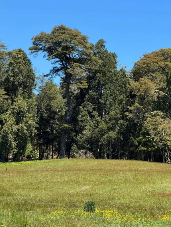 los molinos puerto octay