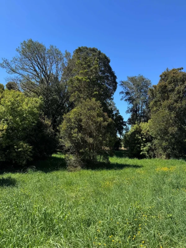 los molinos puerto octay