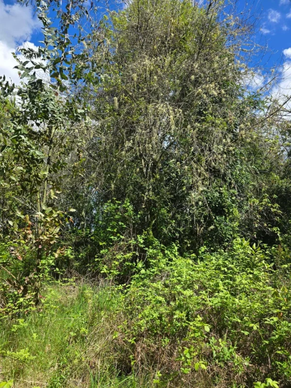 campo san nicolás Últimas parcelas disponibles