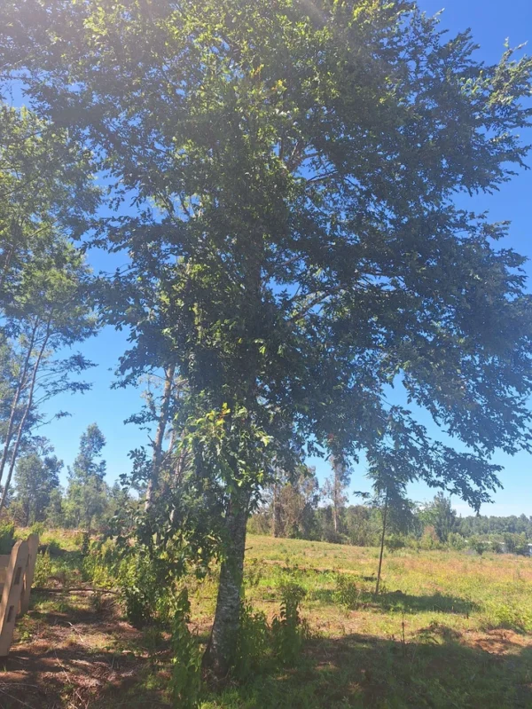 a solo 15 min de villarrica $38.000.000 crédito directo