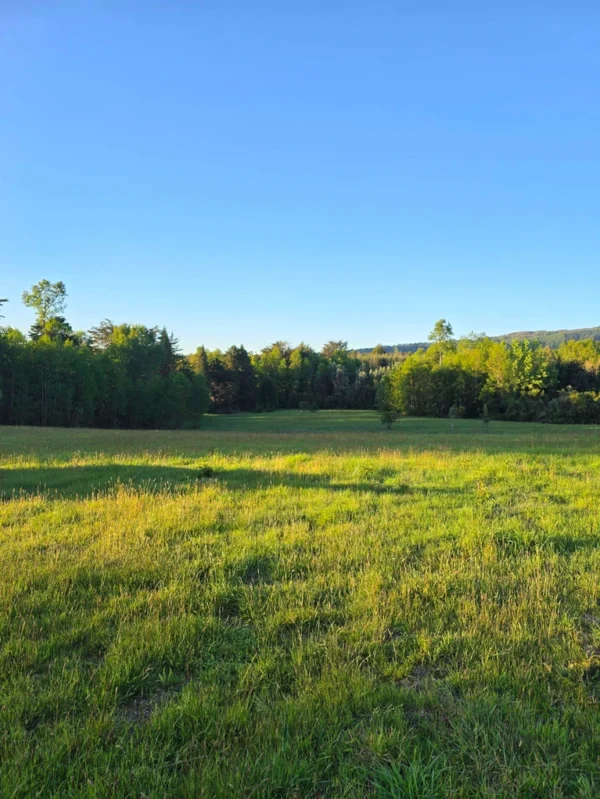 raíces de relún a 15 km de villarrica